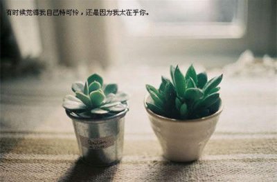 ​赞美绿叶奉献精神的句子