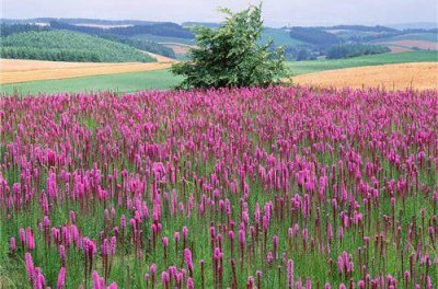 ​描写对亲人思念的句子