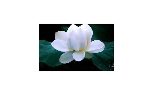 表白情书写给女孩子长篇「经典的情话」 表白情书写给女孩子长篇「经典的情话」