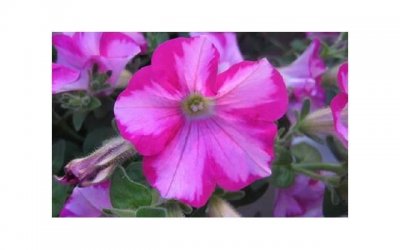 ​躺下就开始想你的情话