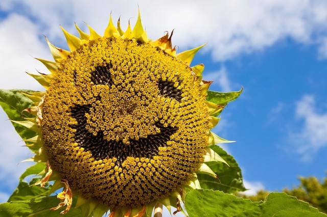 开心的句子说说心情 简单快乐的心情说说