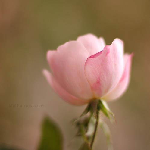 朋友圈早安励志软文