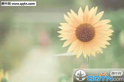 抖音流行的文字段子