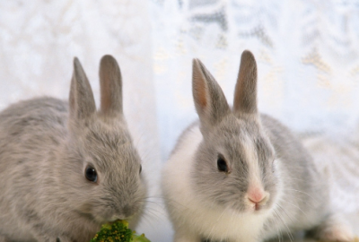 ​宝宝百天宴微信邀请函(精选16句)