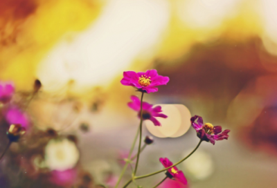 带怕字的mc网名大全