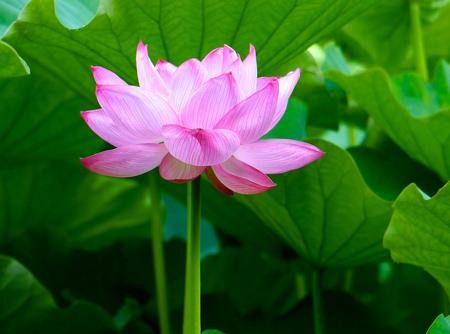 古风文艺微信名3