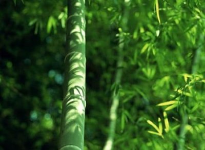 ​好听古风唯美的3个字网名