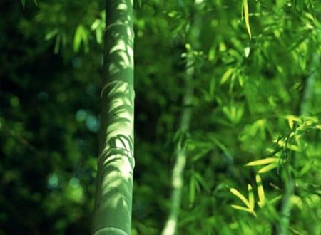 好听古风唯美的3个字网名