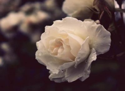 ​带筱字最好的名字