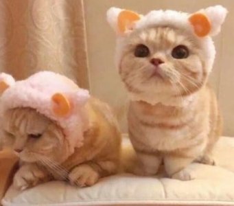 ​自由的英文谚语