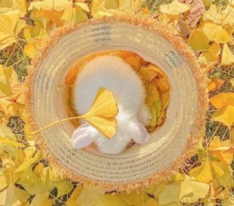 ​留心观察的谚语23句