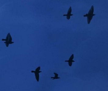 ​给自己的鼓励谚语84句