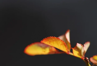 ​用含辛茹苦造句优选好句43句