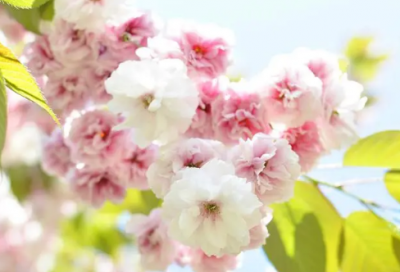 ​平起平坐造句