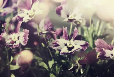 ​一鸣惊人造句大全精选好句43句