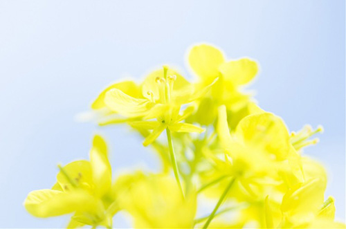 胸有成竹造句大全47句