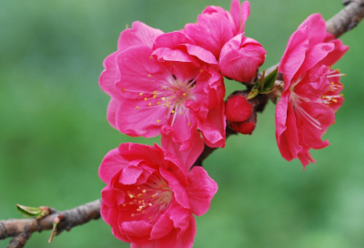 ​英语的个性网名199个