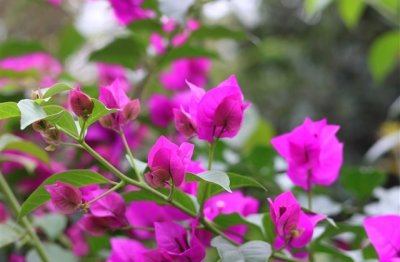 ​最美小清新诗意网名(186个)