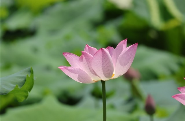 最美小清新诗意网名(186个)