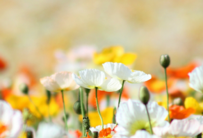 ​梦幻名字唯美四字(精选99个)