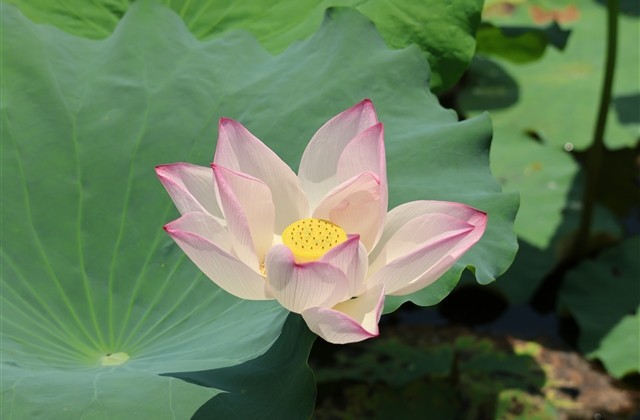 带英文的游戏网名大全(精选74个)