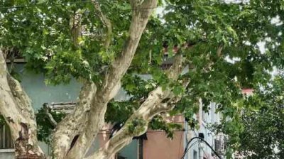 ​诗经中的女孩灵动名字