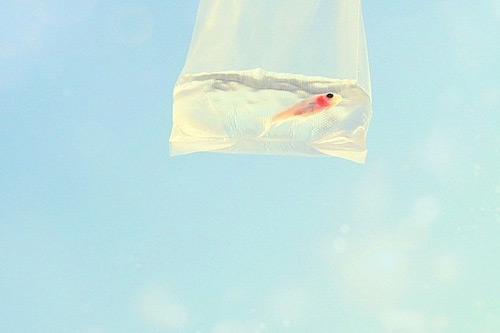 最新爱情宣言经典语录(爱情宣言经典语录霸气)