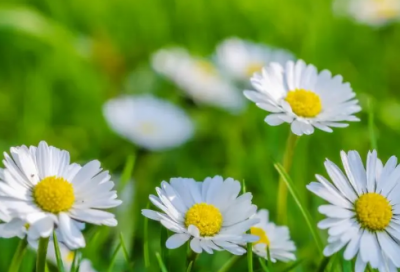 ​初中音乐教案