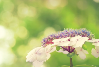 ​音乐教育教案