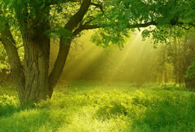 ​生物实验教案