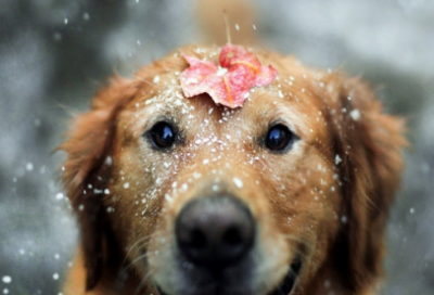 ​一些带翻译的英语名言