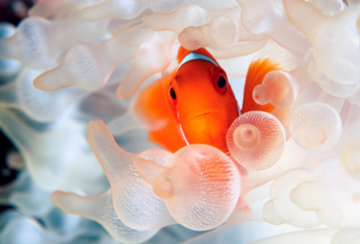 ​依靠自己的名言