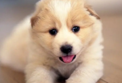 ​斯琴高娃名言