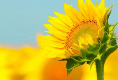 ​关于诚实守信的名言名句