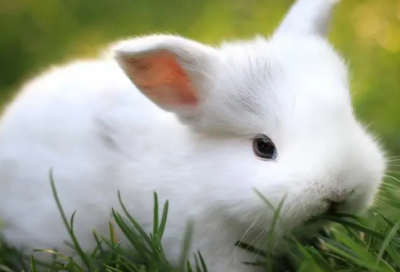 ​张岱名言大全