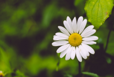 ​英语爱情名言