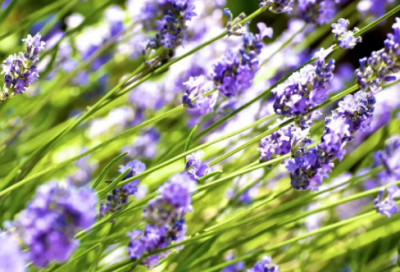 ​把握时机的名言