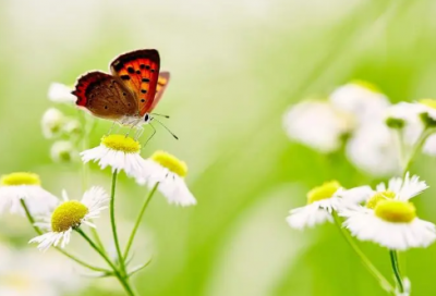​铁血宰相俾斯麦名言,俾斯麦经典语录【汇编】