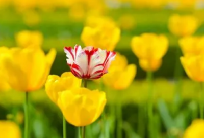 ​热爱生命的名人名言