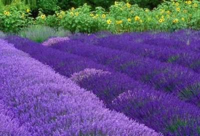 ​描写友谊的名言