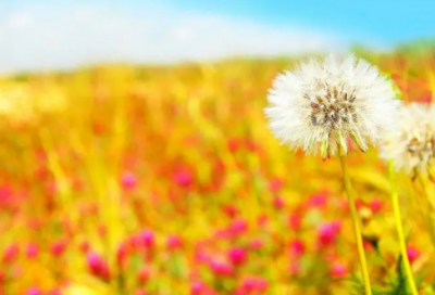 ​精选的季羡林名言大全【推荐】