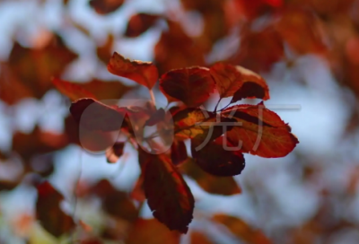 ​礼貌名言警句大全集