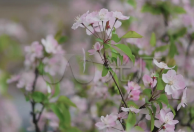 ​与诚信有关的名言警句