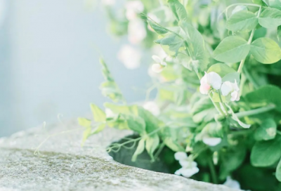 ​简单生活的励志名言