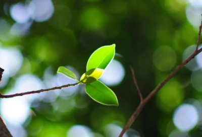 ​英语佳句的名言