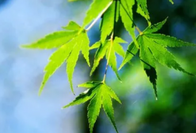 ​唐伯虎点秋香经典台词_经典台词