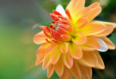 1708594297350706.png image.png