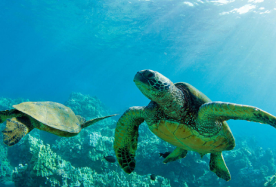 ​诗意又撩人的游戏名字简短好听（又怂又可爱的诗意又撩人的游戏名字）