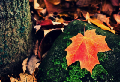 ​幼儿园小班教学反思