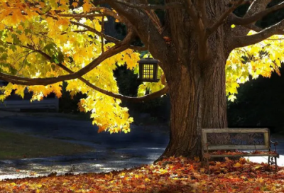 ​《燕子专列》教学反思